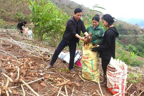 Nậm Cha tăng thu nhập từ cây sắn