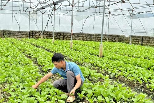 Nông dân Tam Đường thi đua sản xuất, kinh doanh giỏi