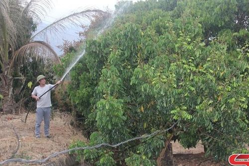 Giải pháp tưới nước cho cây ăn quả mùa khô
