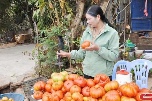 Đặc sản cà chua múi ở Chiềng Pằn