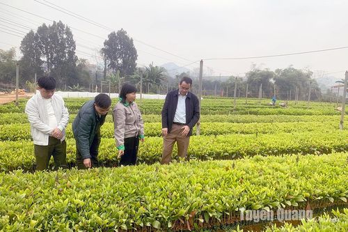 Người ươm mầm rừng