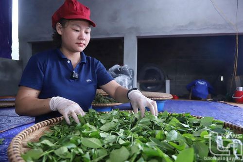 Dám nghĩ, dám làm để nâng giá trị chè trung du