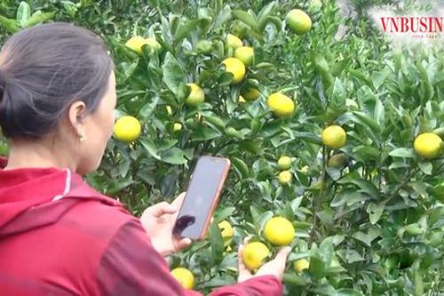Những 'triệu phú chân đất' truyền lửa làm giàu trên vùng cao Mường Khương