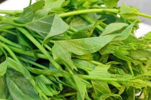 Loại rau giá vài nghìn đồng tốt chẳng kém tiên dược, là kẻ thù của ung thư, tiếc là nhiều người không biết