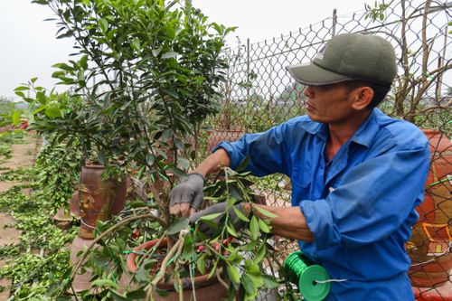 Làng Tứ Liên lại bận rộn với quất héo sau Tết