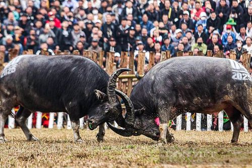 Dừng lễ hội chọi trâu hay không, cộng đồng là người quyết định