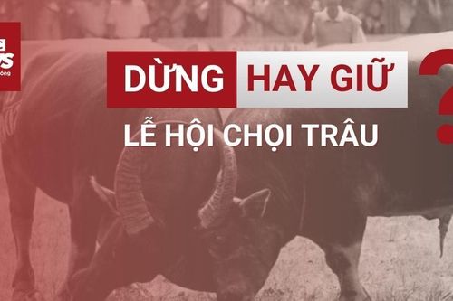 Dừng hay giữ lễ hội chọi trâu: Quyết định thuộc về ai?