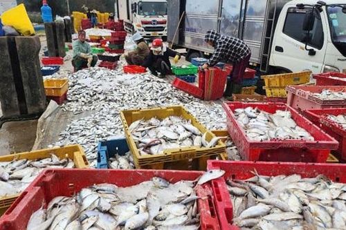 Hà Tĩnh: ngư dân trúng đậm cá biển
