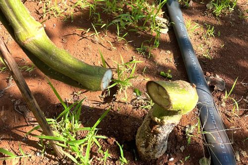 Tái diễn nạn vụ chặt phá vườn cây của người dân ở Gia Lai