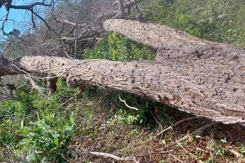 Hơn 14ha rừng tự nhiên bị phá trái pháp luật ở Bình Thuận, trong 1 năm