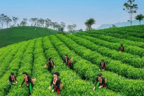 Chè Việt 'hồi sinh' tại thị trường Đài Loan (Trung Quốc)