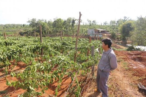 Liên tiếp xảy ra hàng loạt vụ chặt phá cây trồng ở Gia Lai