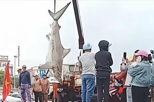 Câu được cá mập nặng 200kg, phải dùng xe cẩu đưa lên bờ