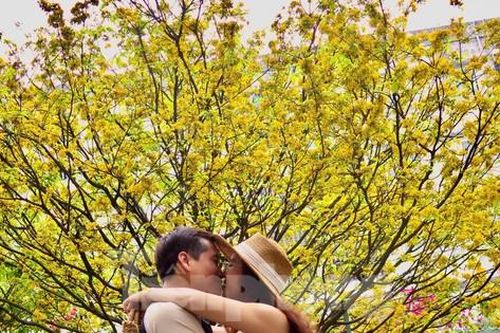Cây mai vàng nở muộn 'hot' nhất Đà Nẵng
