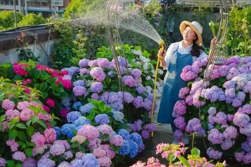 Cô giáo tiểu học làm khu vườn ngập sắc hoa, đẹp như trong truyện cổ tích