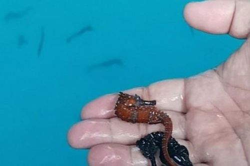 2 loại mỹ vị 'đắt như vàng' nhưng cực hiếm người nuôi