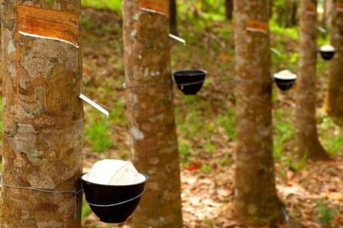 Cao su Tây Ninh TRC lý giải lợi nhuận 2024 tăng gần 230%