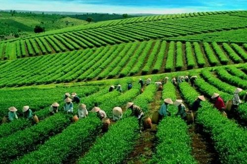 Chè Việt giành lại thị phần tại Đài Loan (Trung Quốc)