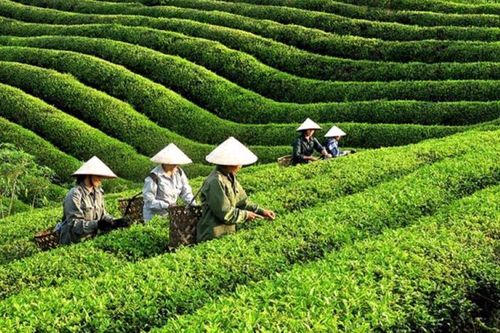 Nâng cao chất lượng, đầu tư vào chế biến sâu để tăng giá trị cho chè xuất khẩu
