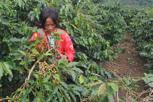 Tái canh cây cà phê ở Mường Ảng