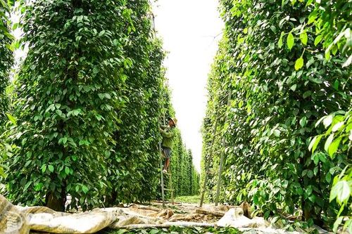 Vào mùa thu hoạch tiêu