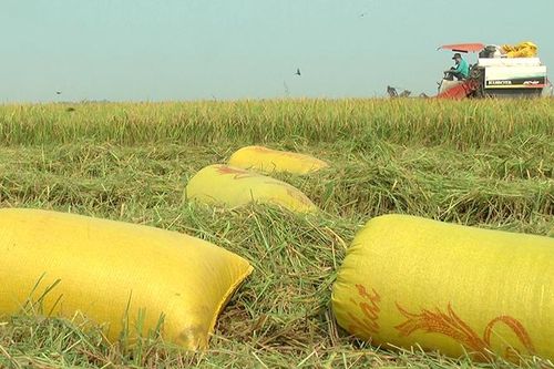 Tân Hồng cơ bản hoàn thành các tiêu chí xây dựng huyện nông thôn mới
