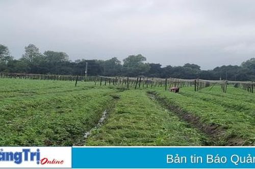 Hợp tác xã - 'Bệ đỡ' để nông nghiệp Hải Lăng phát triển. Bài 2: Cần chính sách hỗ trợ để nâng cao vai trò của hợp tác xã