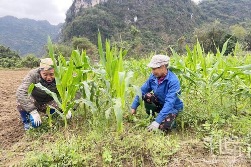 Đánh thức tiềm năng vụ đông ở Võ Nhai