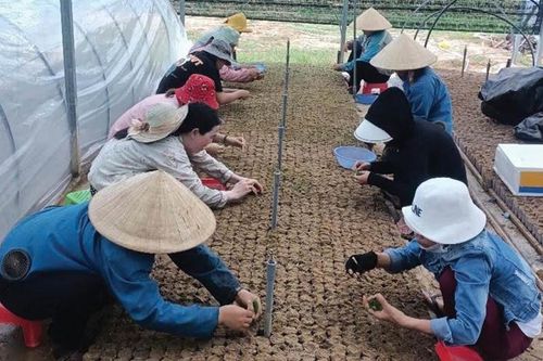 Cuộc sống mới ở vùng quê cách mạng