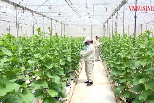 Nông dân làm giàu trên những 'cánh đồng bạc tỷ' ở Bắc Ninh