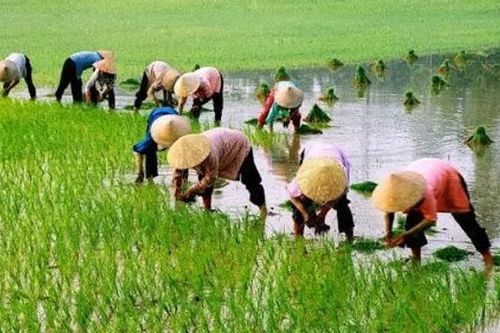 Hà Nội đảm bảo đủ nước cho diện tích cấy lúa xuân