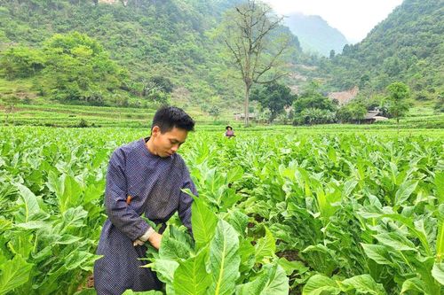 Hòa An trồng trên 1.732 ha thuốc lá vụ Đông Xuân 2024 - 2025