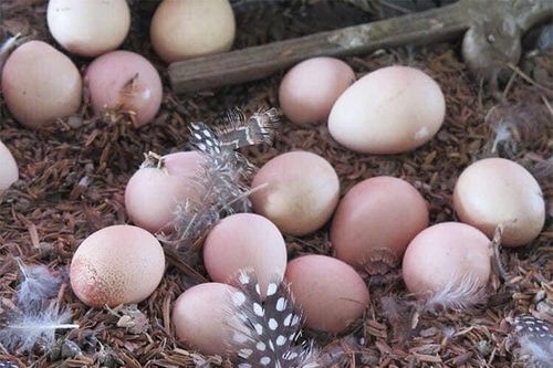 Mẹo phân biệt trứng gà bị tẩy trắng