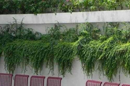Lợi ích khi trồng cây sơn liễu trong nhà để thu hút tài lộc, tạo sự bình an