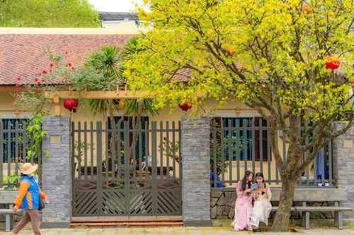 Mê mẩn ngắm mai vàng khoe sắc khắp phố phường xứ Huế