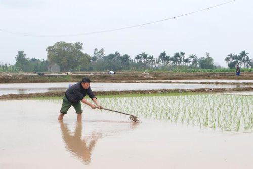 Cao điểm phòng chống bệnh hại lúa Xuân