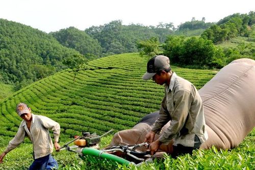 Việt Nam là nguồn cung chè đen lớn nhất cho thị trường Đài Loan (Trung Quốc)