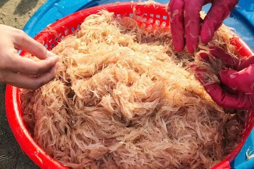 Hoài thương con ruốc quê nhà