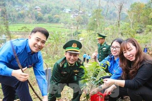 Mô hình sinh kế trồng cây lát hoa cho người dân vùng biên xứ Nghệ