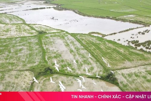 Chim trời phá hại gần 11,5ha lúa của nông dân Hương Khê