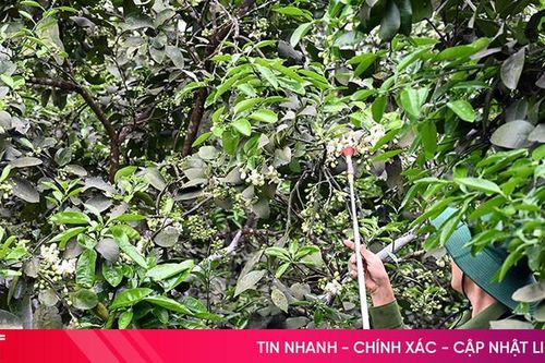 Nông dân Hà Tĩnh tất bật thụ phấn cho bưởi Phúc Trạch