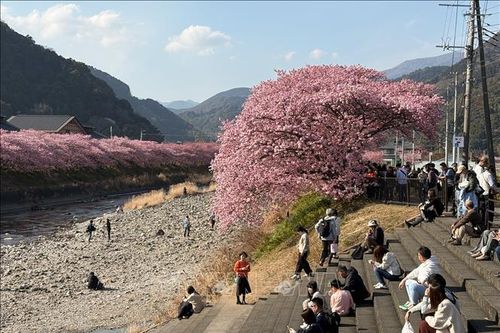 Nhật Bản: Rực rỡ thị trấn hoa anh đào Kawazu