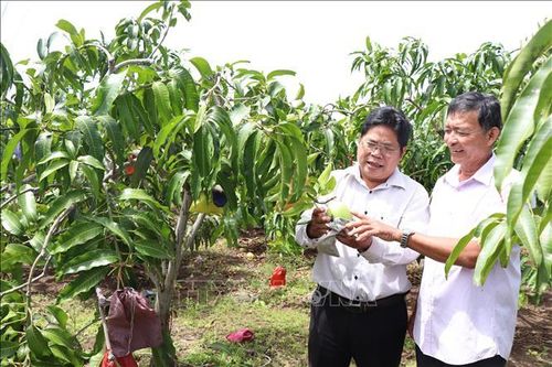 Trồng xoài tứ quý trên đất giồng cát ven biển thu lãi cao