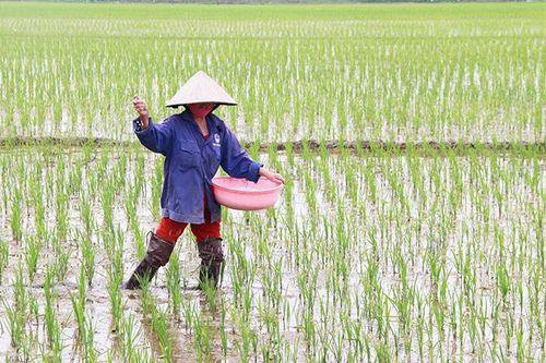 Các địa phương đẩy mạnh sản xuất vụ xuân 2025