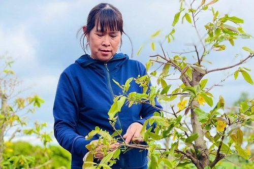 Triệu phú hoa phố núi