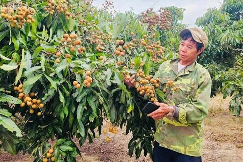 Nâng cao thu nhập nhờ chuyển đổi cây trồng