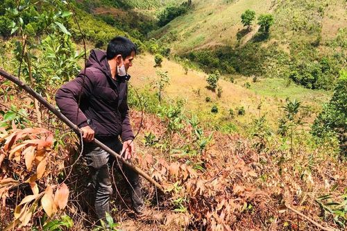 Đak Đoa: Khẩn trương điều tra vụ phá hoại vườn keo ở xã Hải Yang