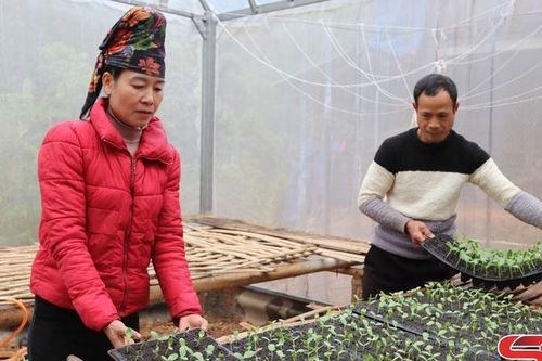 Hướng tới phát triển nông nghiệp sạch ở Chiềng La