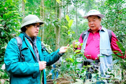 Bảo vệ cây chè cổ: Mệnh lệnh từ trái tim