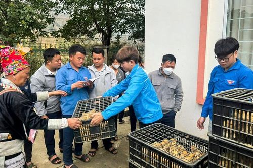 Ban Thanh niên Quân đội trao tặng con giống cho đồng bào xã biên giới Lào Cai